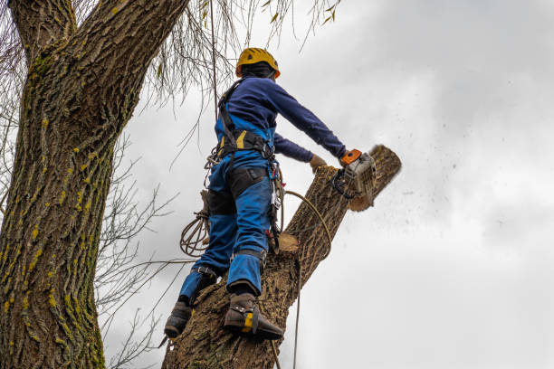 Leaf Removal in Whittier, CA