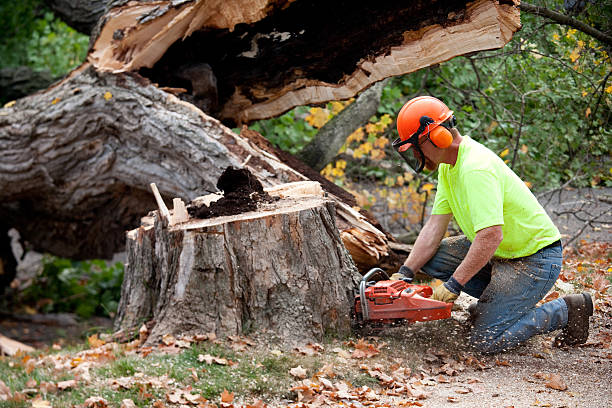 How Our Tree Care Process Works  in  Whittier, CA